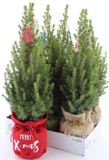 <h4>PICEA GL PERFECTA</h4>