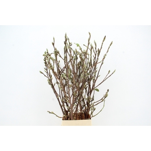 MAGNOLIA SUPERBA 130CM