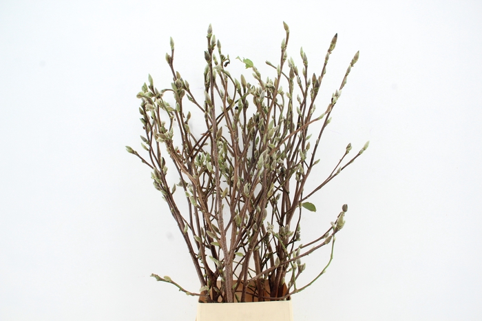 <h4>MAGNOLIA SUPERBA 130CM</h4>