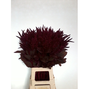 AMARANTHUS CRUEN. 'VELVET'