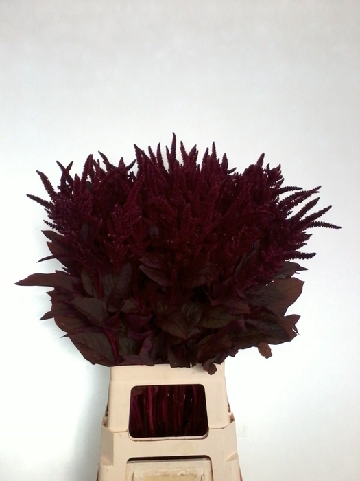 <h4>AMARANTHUS CRUEN. 'VELVET'</h4>