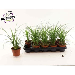 BEAUCARNEA RECUR