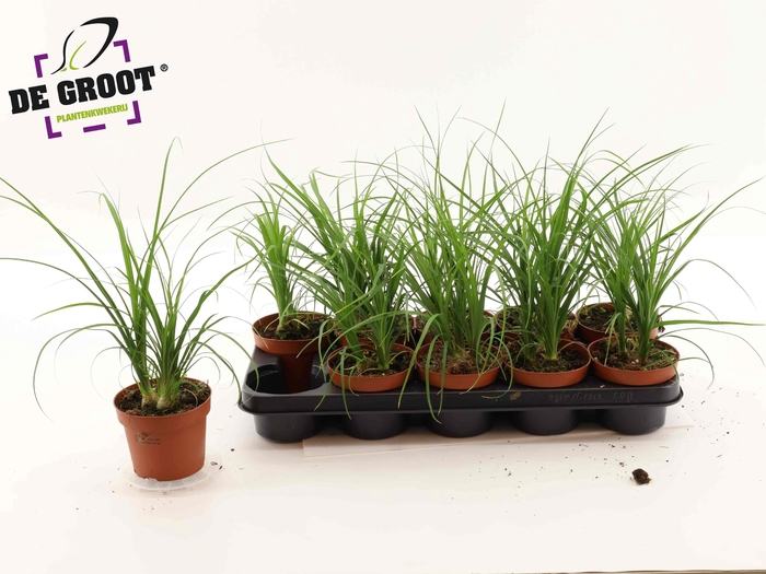 <h4>BEAUCARNEA RECUR</h4>
