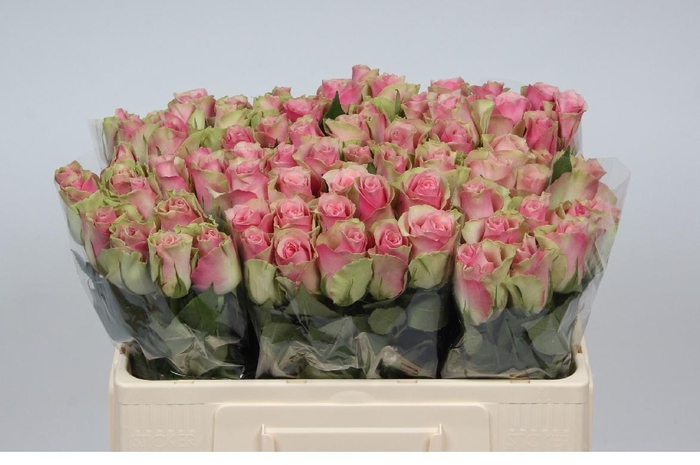 <h4>R GR BELLE ROSE</h4>