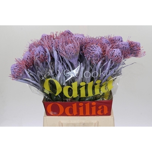 Nutans Painted Milka