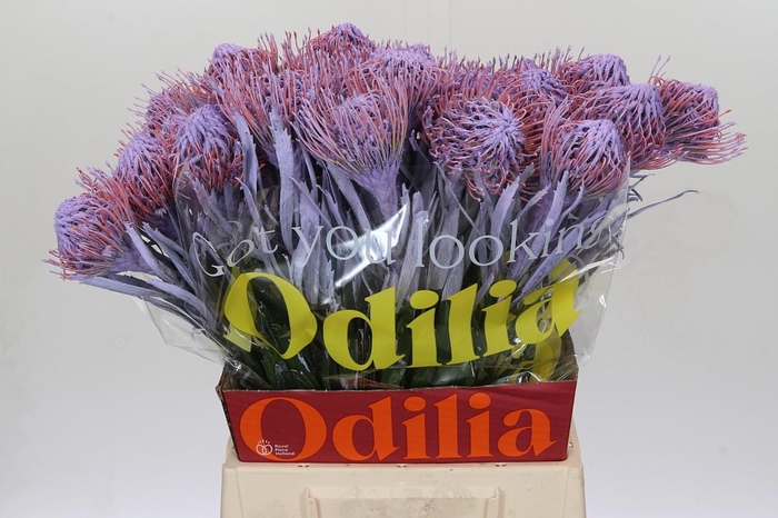 <h4>Nutans Painted Milka</h4>