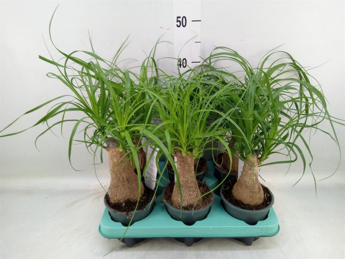 <h4>Beaucarnea recurvata</h4>