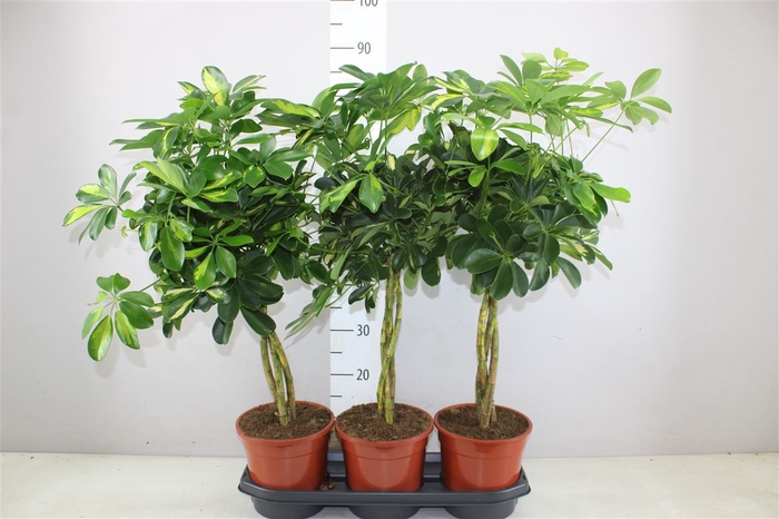 Schefflera Gold Capella Gevlochten Stam