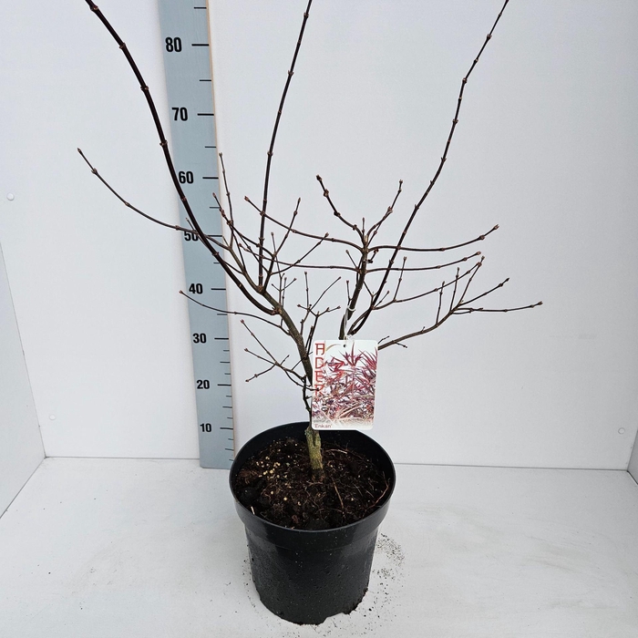 <h4>Acer palmatum Enkan</h4>