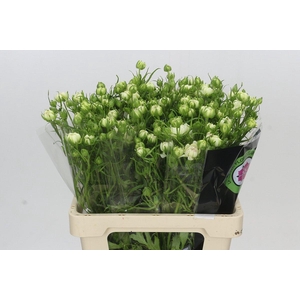 Ranunculus Moderna Galaxy