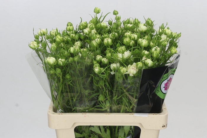 <h4>Ranunculus Moderna Galaxy</h4>