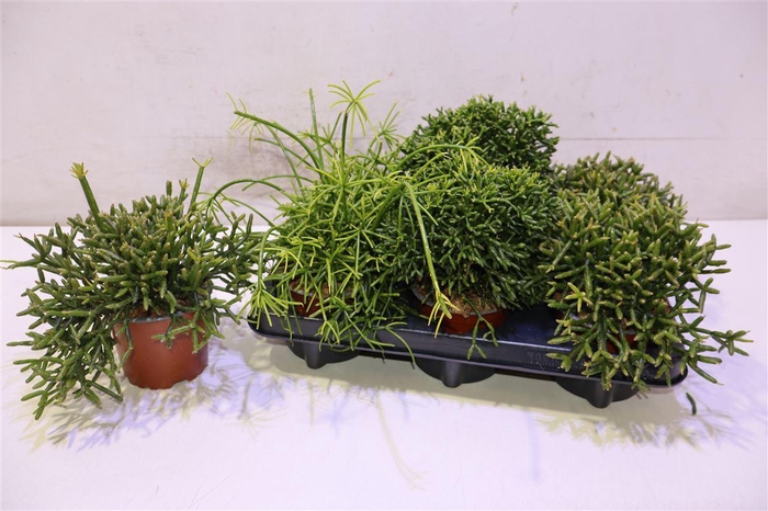 <h4>Rhipsalis Gem</h4>