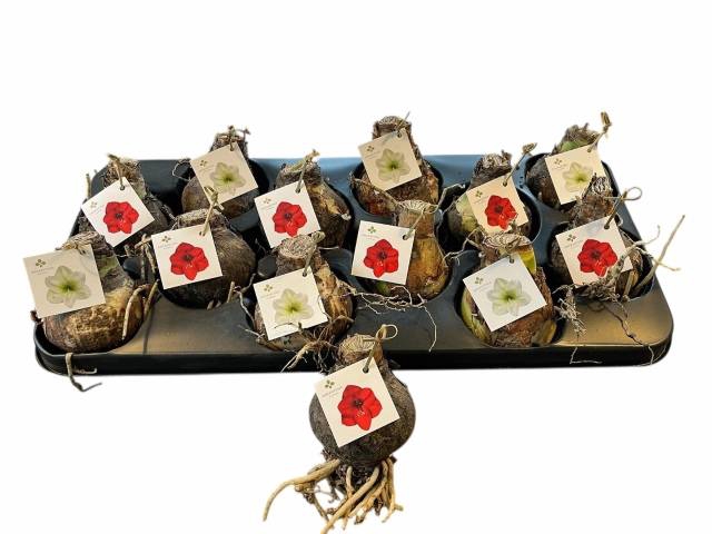<h4>BLOEMBOL HIPPEASTRUM</h4>