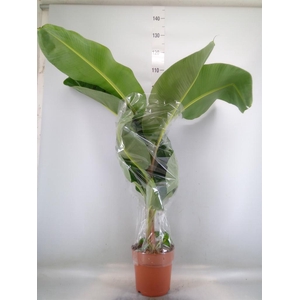 Musa  'Dwarf Cavendish'