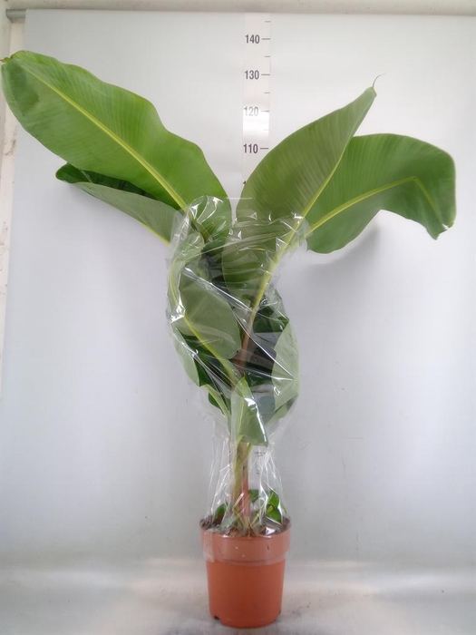 <h4>Musa  'Dwarf Cavendish'</h4>