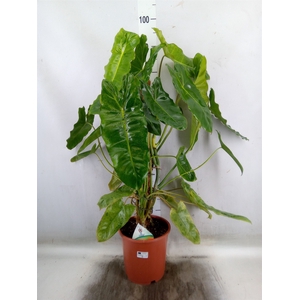 Philodendron   ...
