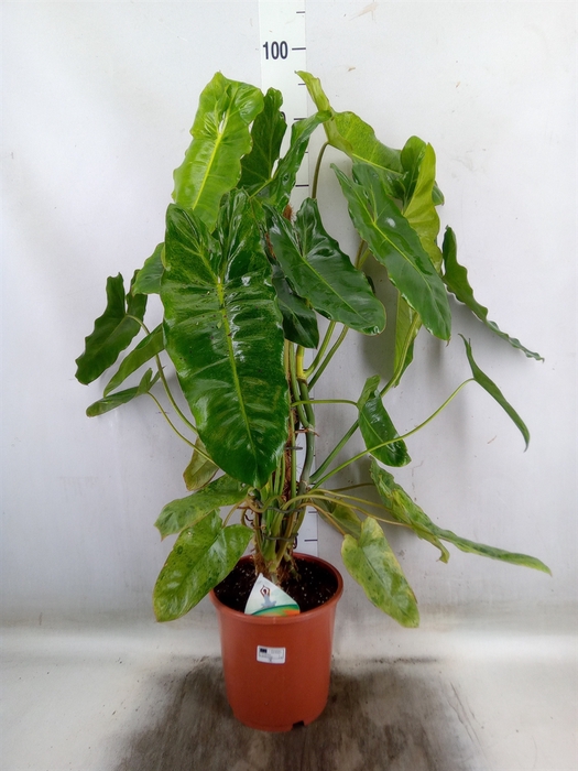<h4>Philodendron   ...</h4>