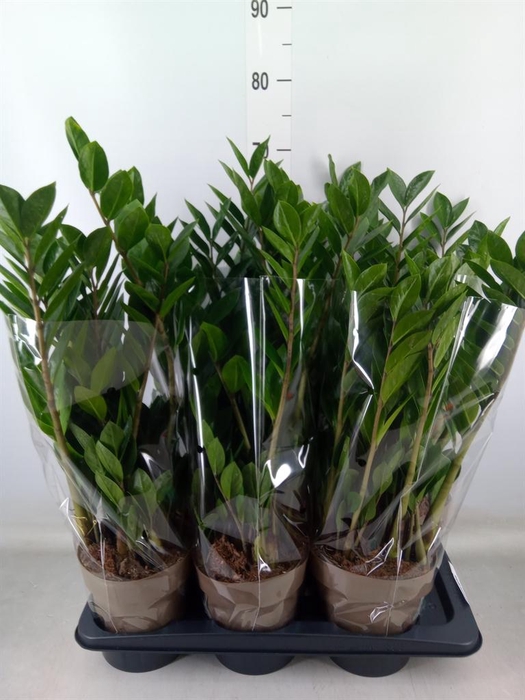 <h4>Zamioculcas zamiifolia</h4>
