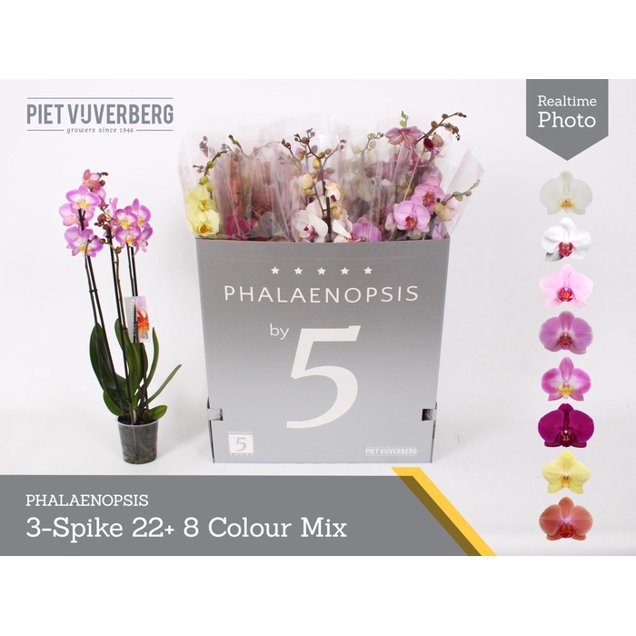 <h4>PHAL GEM 8 KL</h4>