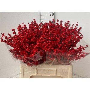 ILEX VERTICILLATA RO