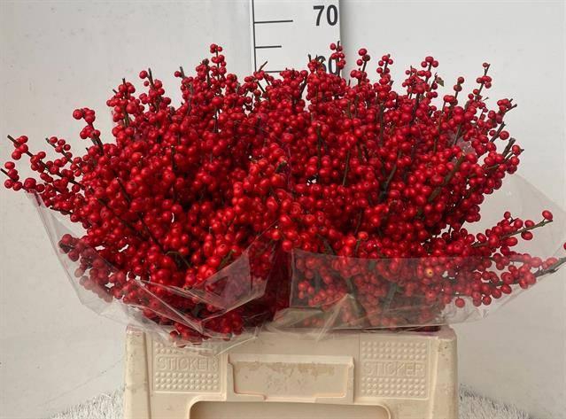 <h4>ILEX VERTICILLATA RO</h4>