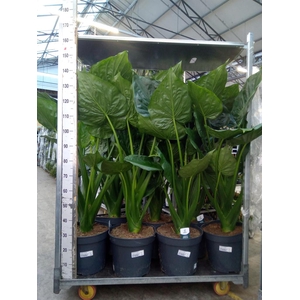 Alocasia cucullata