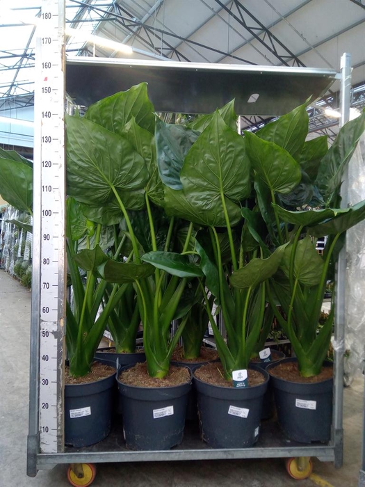 <h4>Alocasia cucullata</h4>