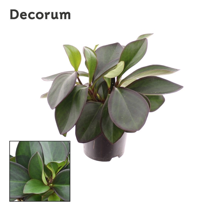 <h4>Peperomia Red Margin Feel Green (Decorum)</h4>