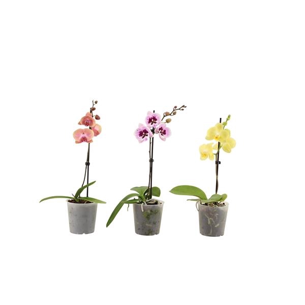 <h4>Phal Mix 1T6+ Kort</h4>