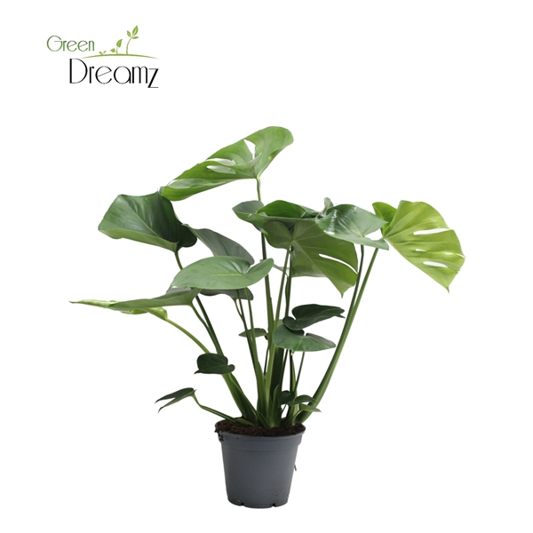 <h4>Monstera Deliciosa Tauerii</h4>