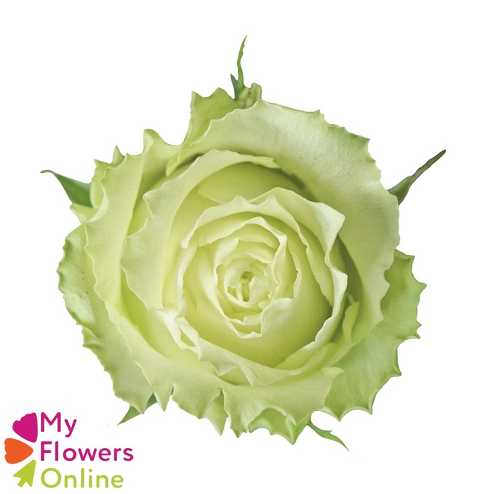 R Gr Lemonade Green 50cm EC