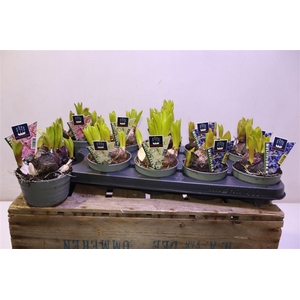 Hyacin Mult Gem 3 Kl