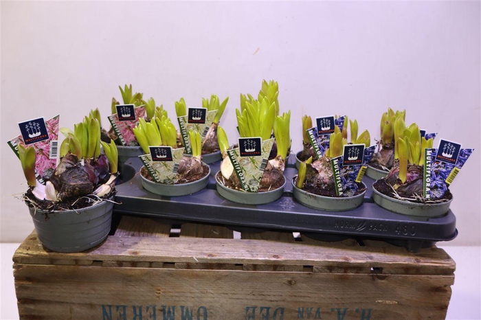 <h4>arr8 Hyacin Mult Gem 3 Kl</h4>