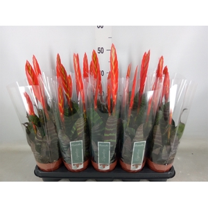 Vriesea  'Era'