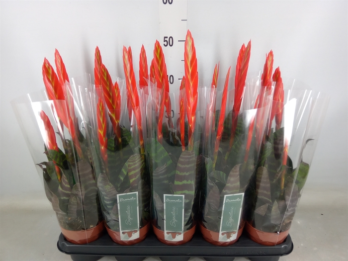 <h4>Vriesea  'Era'</h4>