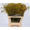 Limonium Beltlaard Klb Yellow