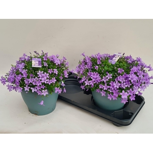 CAMP PORTENSCHLAGIAN