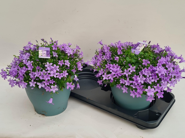 <h4>CAMP PORTENSCHLAGIAN</h4>