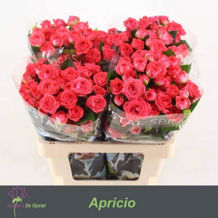 <h4>Rosa spray apricio</h4>