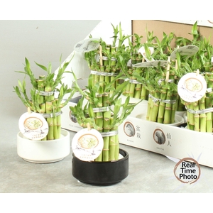 DRA LUCKY BAMBOO