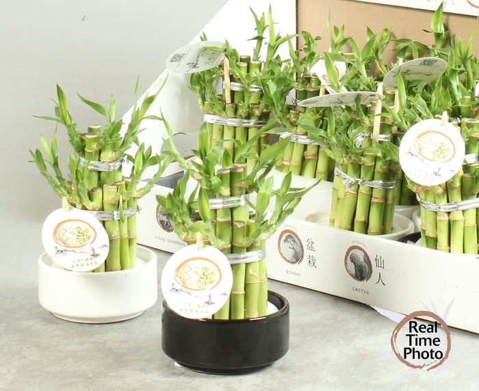 <h4>DRA LUCKY BAMBOO</h4>