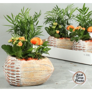 ARR KAMERPLANTEN H%