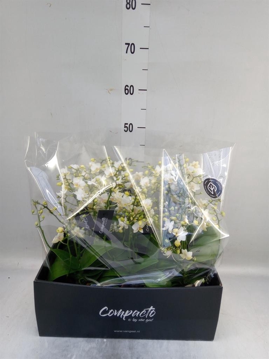 <h4>Phalaenopsis multi. 'Cream Punch'</h4>