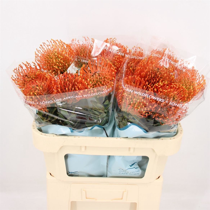 <h4>Leuco Mandarin Zest</h4>