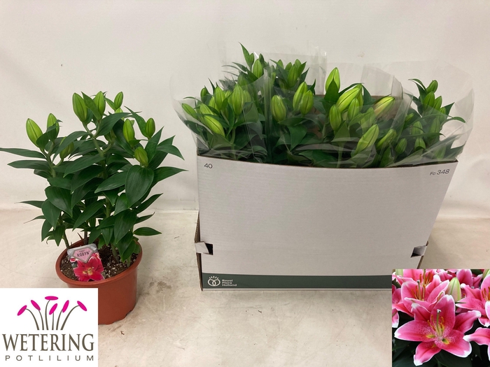 <h4>LIL OR SUNNY ROBYN</h4>