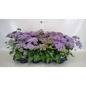 Trachelium caer. 'Passion in Viole'