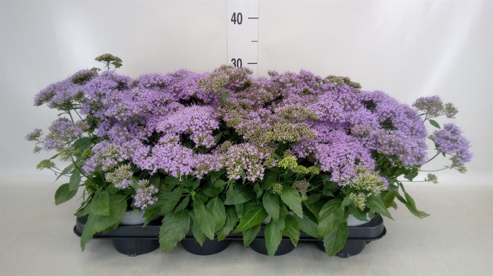 <h4>Trachelium caer. 'Passion in Viole'</h4>