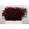 Anigozanthos Bush Ruby