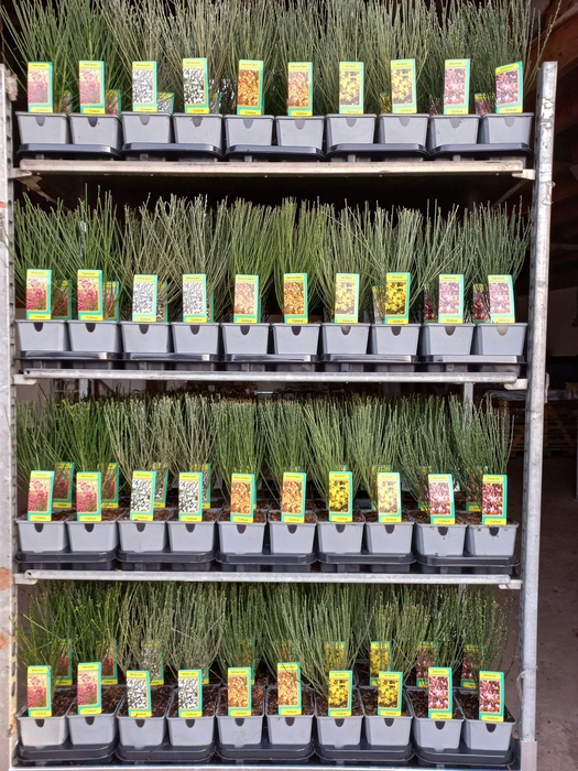 <h4>Cytisus Mix Laag</h4>