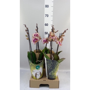 Phalaenopsis   ...lilac